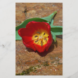 Papelaria Tulipa Vermelha primavera