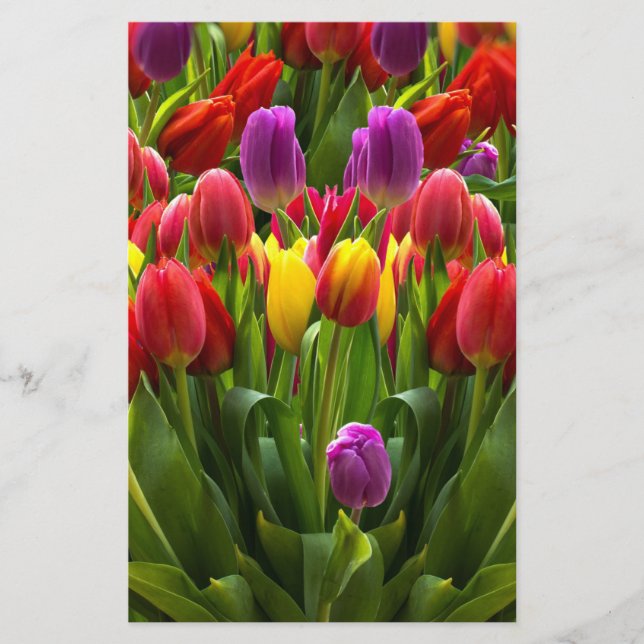 Papelaria Tulipas Bris (Frente)