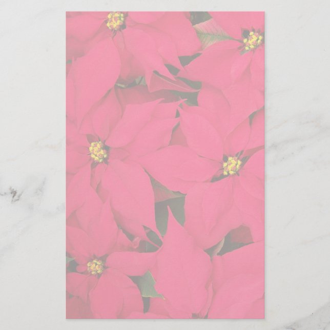 Papelaria Um monte de Poinsettias de Natal Brilhante (Frente)