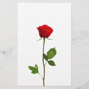 PAPELARIA UMA ROSA VERMELHA LONGA DA HASTE