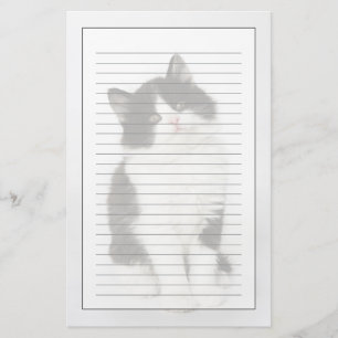 Papelaria Uma vista de assento do gatinho novo na câmera