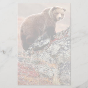 Papelaria Urso de Denali Brown