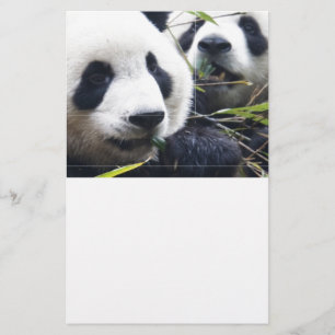 Papelaria Ursos Panda