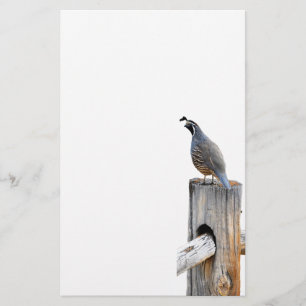 Papelaria Vale Quail Photo Stationery Paper