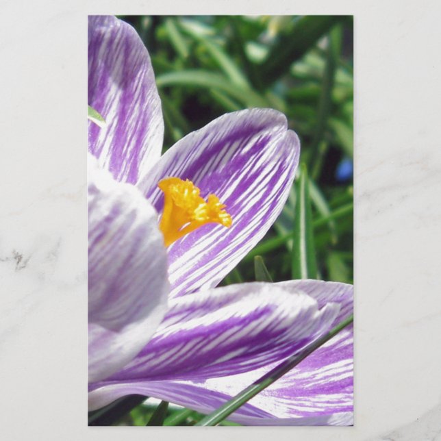 Papelaria Violet primavera crocus (Frente)