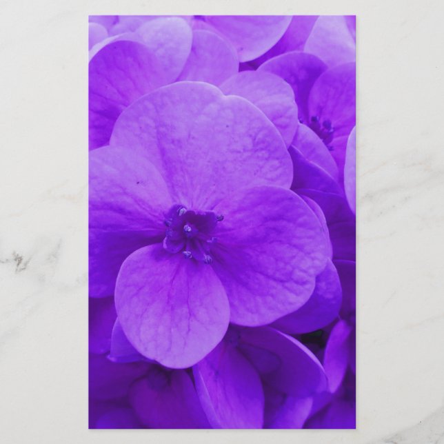 Papelaria Violeta Azul (Frente)