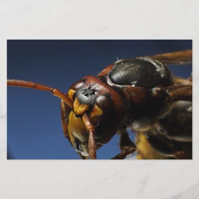 Papelaria Wasp (Frente)