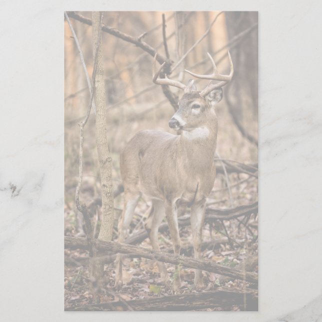 Papelaria White Tail Deer Buck (Frente)