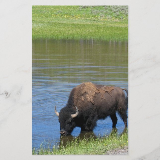 Papelaria Yellowstone Buffalo Souvenir (Frente)