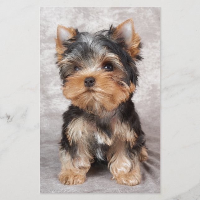 Papelaria Yorkie maravilhoso (Frente)