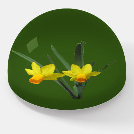 Paperweight - Daffodil Blossomas