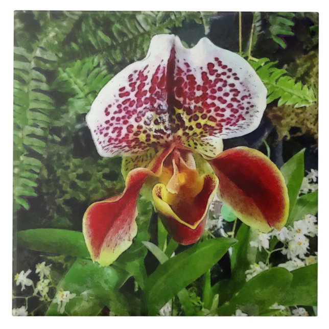 Paph Fiordland Sunset Orchid (Frente)