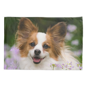 Papillon Dog Cute Romântico Foto Retrato Romântico
