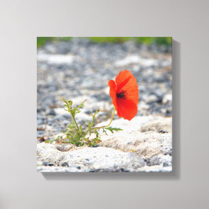 Papoila vermelha na canvas quadrada de pavimentaçã