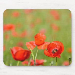 Papoilas em um mousepad do campo da papoila
