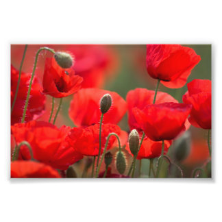 Papoulas Vermelhas – Poster de Fotografia Floral V