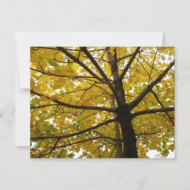 Par da Natureza do Outono das Árvores Amarelas do  (Frente)