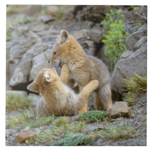 Par de Cinzas da América do Sul (Lycalopex griseus