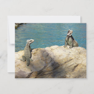Par de Fotografia Tropical de Iguanas