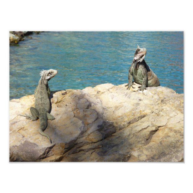 Par de Iguanas Fotografia da Vida Selvagem Tropica (Frente)