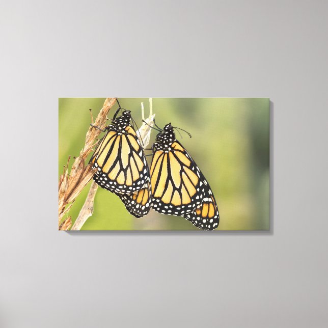 Par de Monarch Butterflys Fotografia Canvas Arte (Frente)