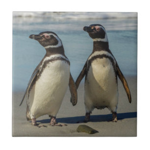 Par de pinguins na praia