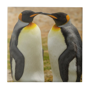Par de pinguins-reis, Malvinas