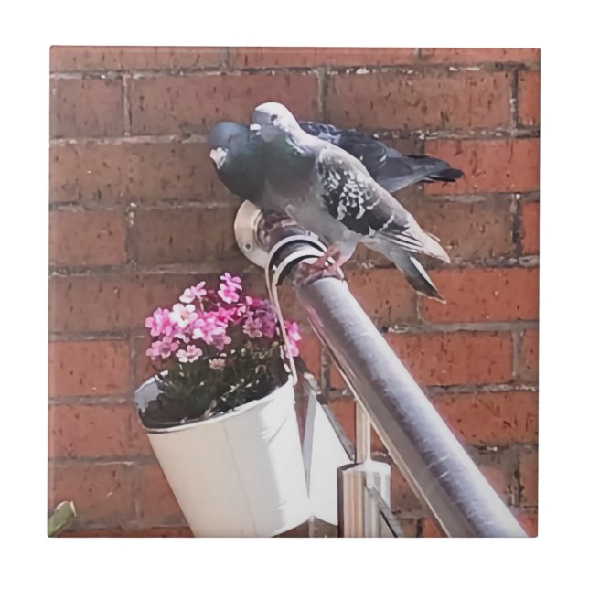 Par de Pombo e Flores de Saxifragem Vermelha (Frente)