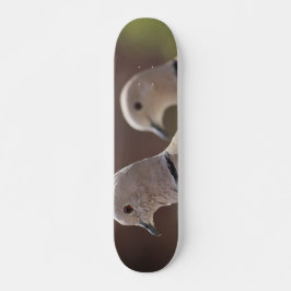 Par de Pombos Skateboard