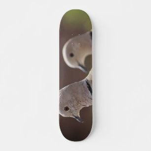 Par de Pombos Skateboard