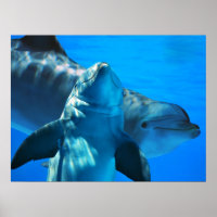 Par de Poster de golfinhos curiosos