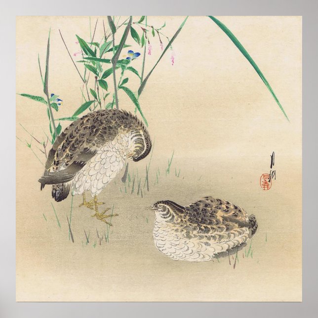 Par de Poster de Quail (Frente)