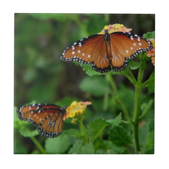 Par de Rainhas Borboletas (Frente)