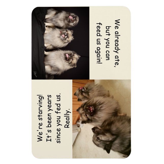 Para alimentar ou não alimentar é o ímã de pergunt (Vertical)