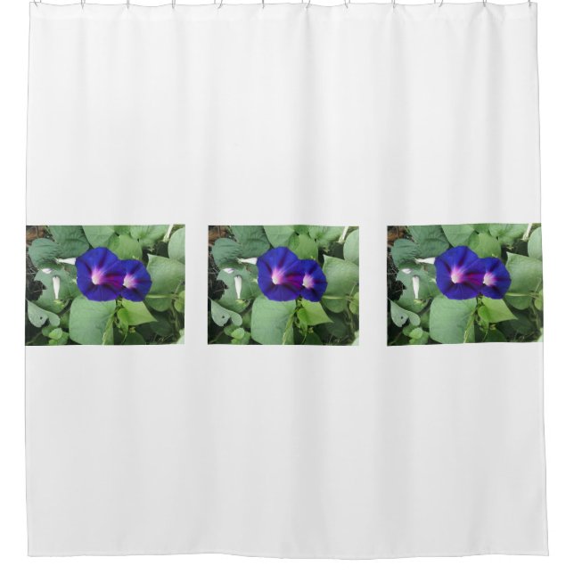 Para Box Cortina de chá da flor da corriola (Frente)