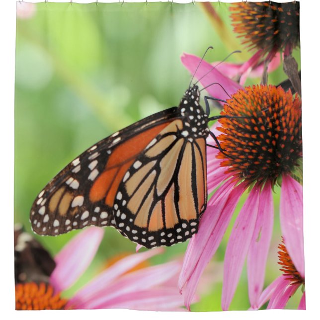 Para Box Cortina de Chá da Monarquia (Frente)