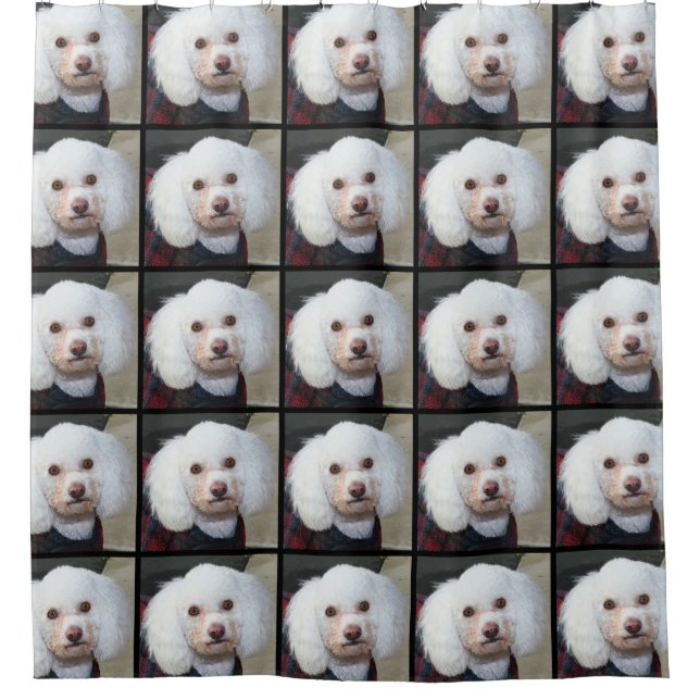 Para Box Cortina de chá do cão de caniche (Frente)