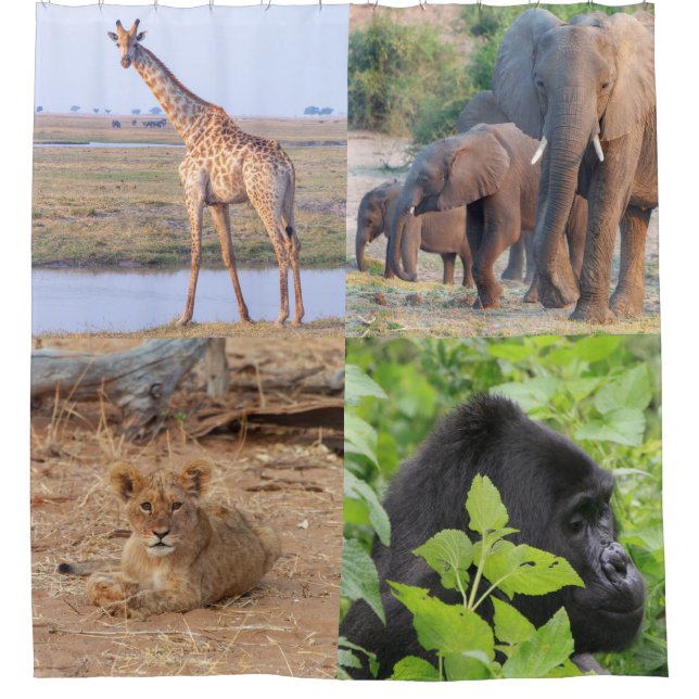 Para Box Cortina de Chás Safari (Frente)