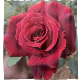 Para Box Cortina do Chá rosa vermelha