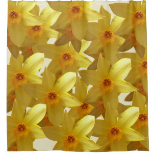 Para Box Daffodils Bloom Cortina