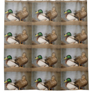 Para Box O pato selvagem Ducks a cortina de chá