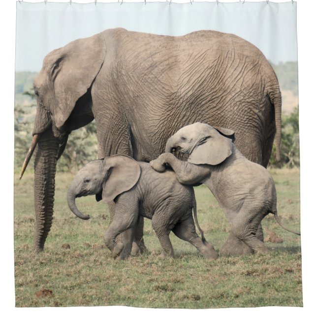 Para Box Vitelas do elefante que jogam a cortina de chá (Frente)