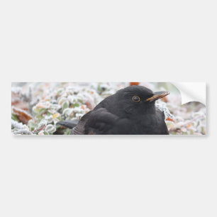 Para Carro Adesivo de Bumper de Winter Blackbird