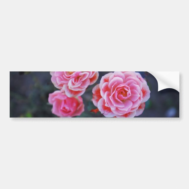 Para Carro Adesivo de Rosas (Frente)