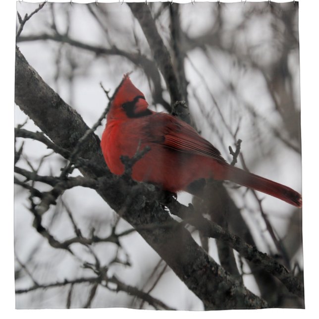 Para Chuveiro A cortina do Sr. Chá (Frente)