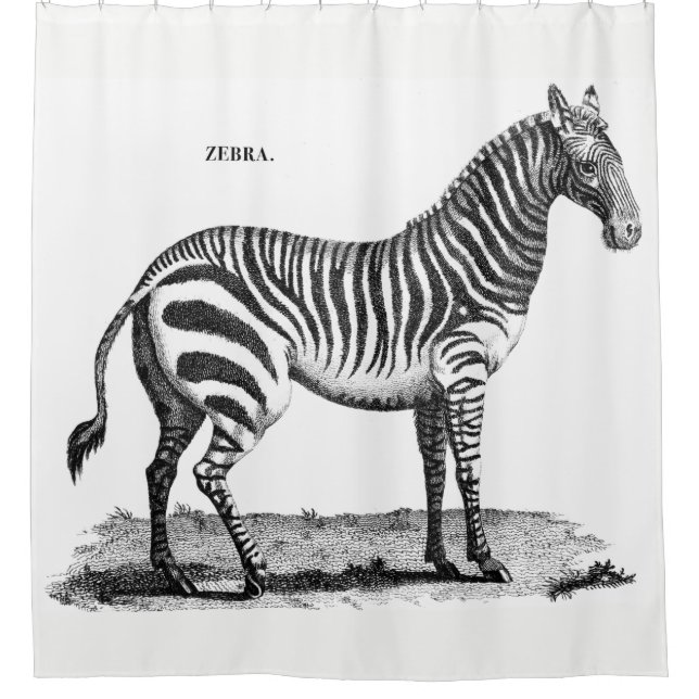 Para Chuveiro Cortina de chá da zebra (Frente)