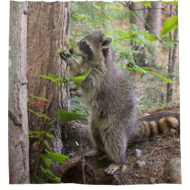 Para Chuveiro Cortina de chá do guaxinim (Frente)