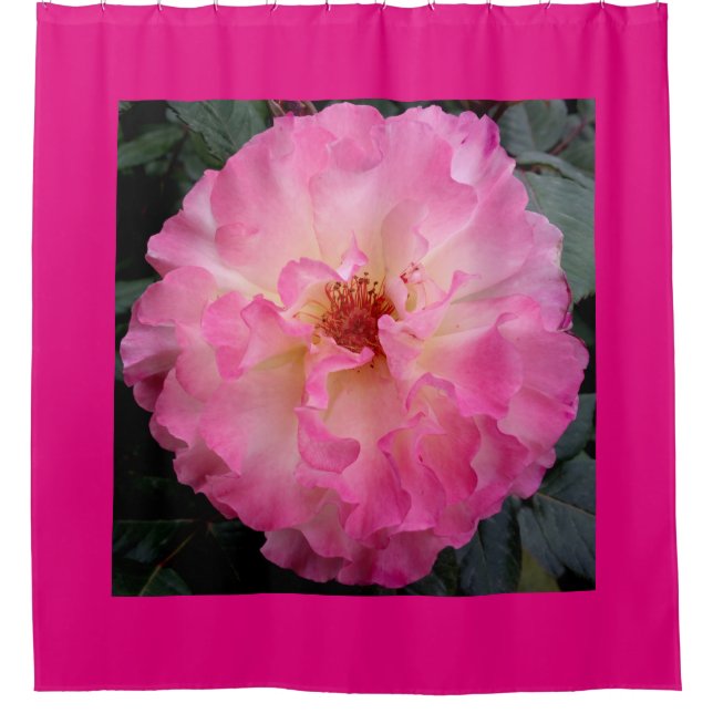 Para Chuveiro Cortina de chá do rosa do rosa (Frente)