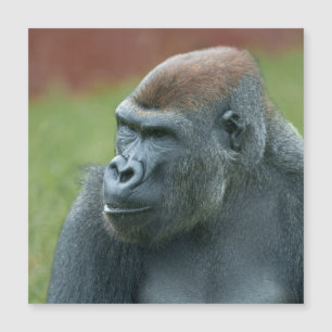Para Cima com Gorilla Lope: Encantando Retrato de