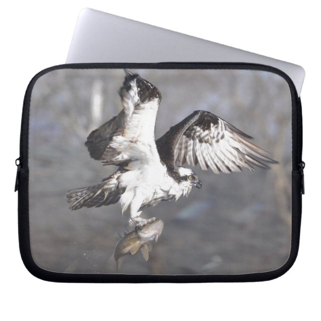 Para Notebook Capa Selvagem de Raptor de Osprey Voando (Frente)